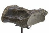 Fossil Mosasaur (Clidastes?) Vertebra w/ Metal Stand - Texas #316021-2